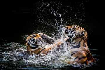 Obraz premium Walka z tygrysami