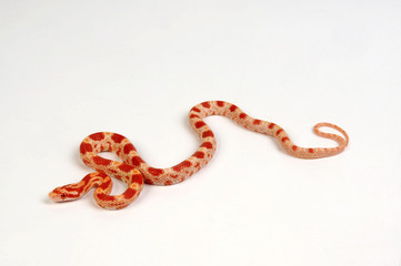 Kornnatter  (Pantherophis guttatus) Albino -  Amel Miami