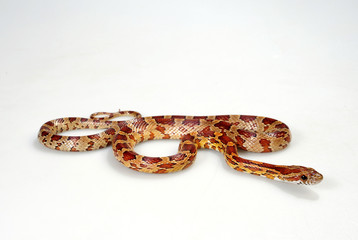 Kornnatter (Pantherophis guttatus)