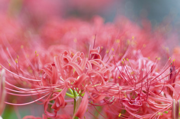 彼岸花　曼珠沙華　ヒガンバナ