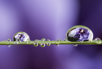 flower and dew drops