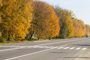 yellow trees near car road