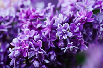 Foto auf Alu-Dibond Zweig von lila Blumen © Roxana
