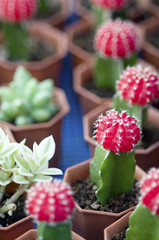 サボテン　ミニサボテン　赤いサボテン