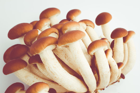 pioppini - agrocybe aegerita mushrooms