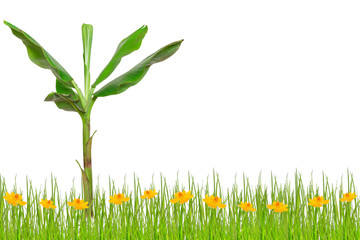 Naklejka premium banana tree