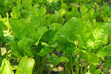Green salad field