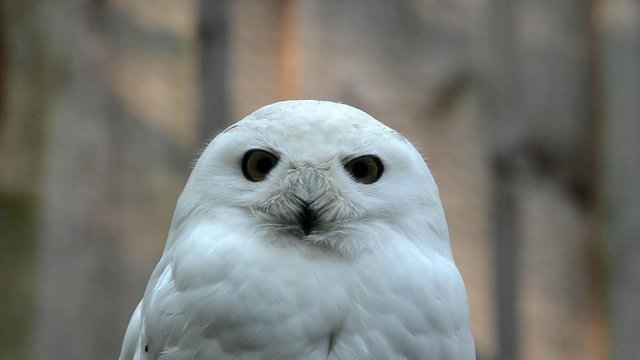 Snowy owl (Nyctea scandiaca)
