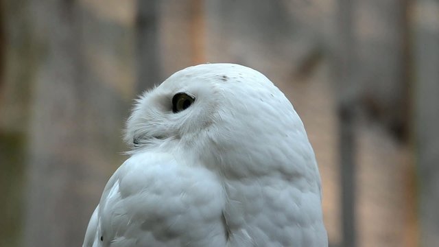 Snowy owl (Nyctea scandiaca)
