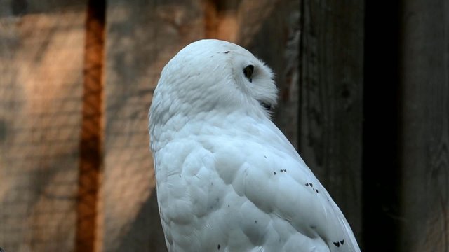 Snowy owl (Nyctea scandiaca)
