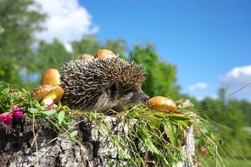 Hedgehog and mushrooms.