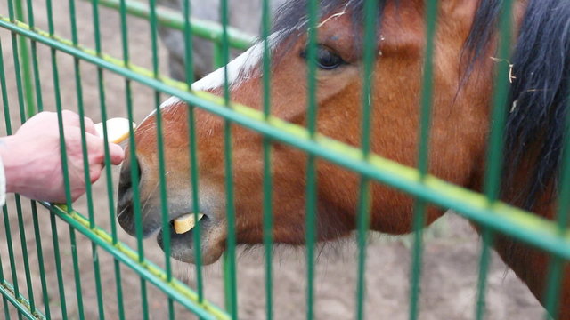 horse behind a fence at the zoo