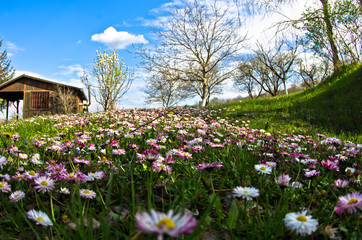 Meadow covered with flowers at early spring