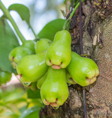 Rose apples or green chomphu on tree in orchard,Thailand