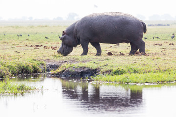 Hippo on island in Chobe River