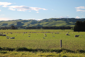 New Zealand meadow