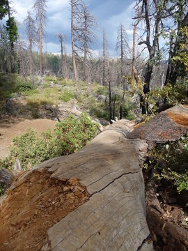 Fallen tree in Yosemite park