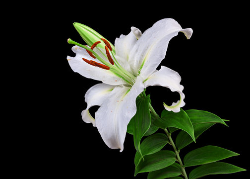 flowers lily isolated on black background