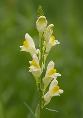 Linajola comune (Linaria vulgaris)