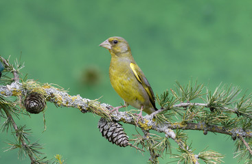 Obraz premium Greenfinch, Carduelis chloris