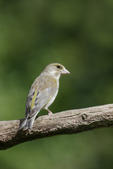 Fototapeta premium Greenfinch, Carduelis chloris