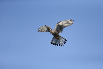 Fototapeta premium Kestrel, Falco tinnunculus