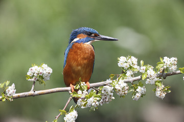 Fototapeta premium Kingfisher, Alcedo atthis