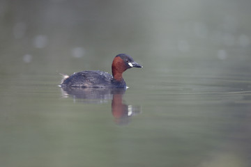 Little grebe, Tachybaptus ruficollis