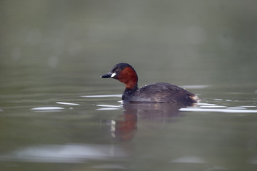 Little grebe, Tachybaptus ruficollis