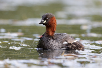 Little grebe, Tachybaptus ruficollis