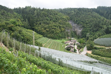 campi di mele