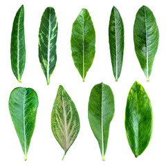 Group of green leaves