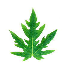 Green papaya leaf isolated