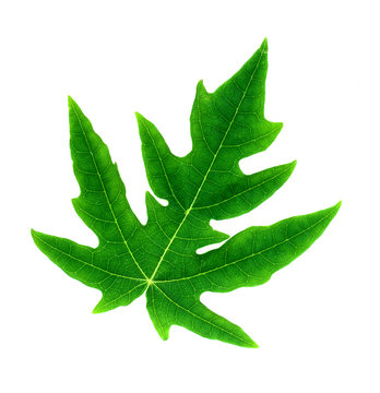 Fototapeta Green papaya leaf