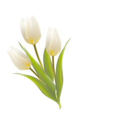 Three white tulips on a card.