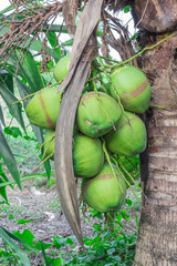 green coconuts on the tree