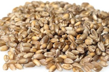 Weizenkoerner, Weizen, Triticum, aestivum,