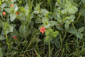 Obraz na płótnie Canvas Flowers - Closeup
