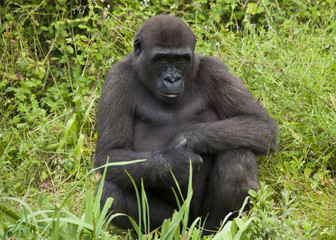 Gorille