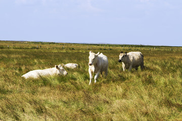 Obraz premium Cows on the salt marsh of Sylt