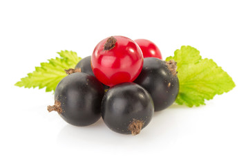 black currants on white