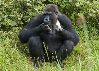 Gorille