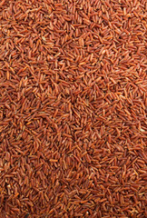 rice grain as background