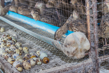 quail eggs in a nest of hay close-up © jianghaistudio