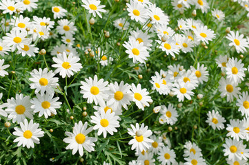 Fototapeta premium Daisy flower