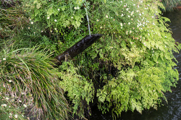 Asiatisches Wasserspiel