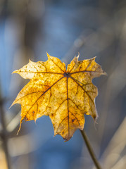 Golden leaves in autumn