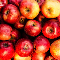 Red ripe apples may use as summer fruit background