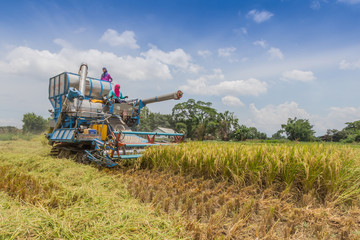 Thai farmers are using. Harvest is harvested at rice field in An