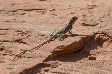 Lizard in desert in Wadi Rum, Jordan